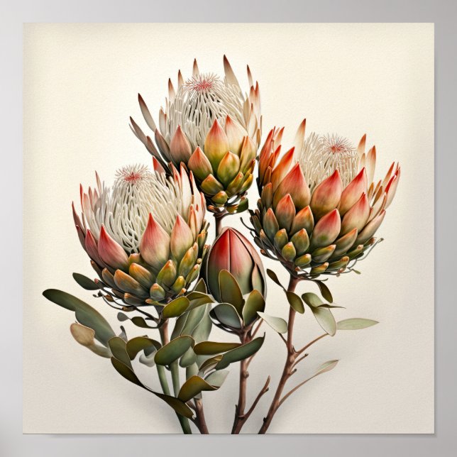 Protea Sugarbushes Flower Art Print Poster (Front)