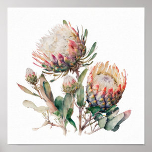 Protea Sugerbushes Flower Art Print Poster