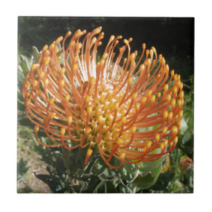 protea tile