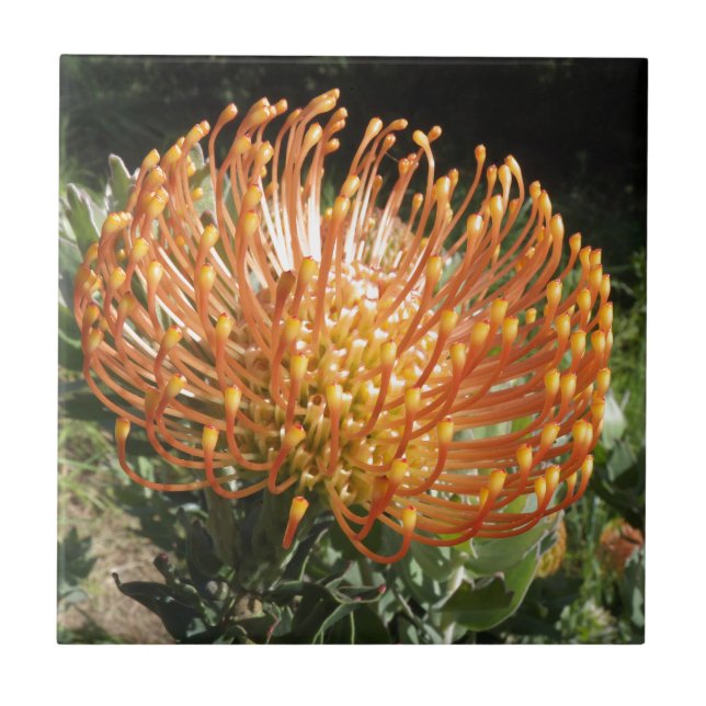 protea tile (Front)