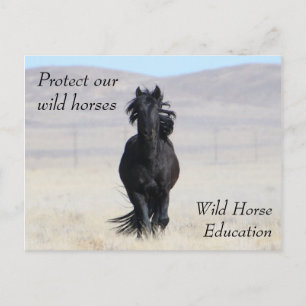 Protect Our Wild Horses Postcard