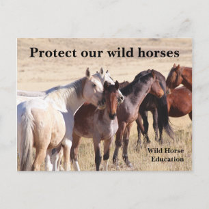 Protect Our Wild Horses Postcard