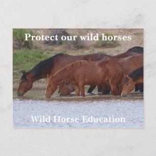 Protect Our Wild Horses Postcard