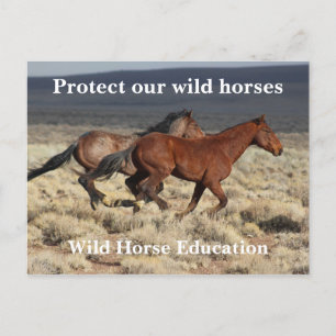 Protect Our Wild Horses Postcard