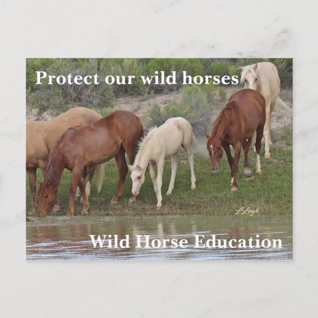 Protect Our Wild Horses Postcard (Front)