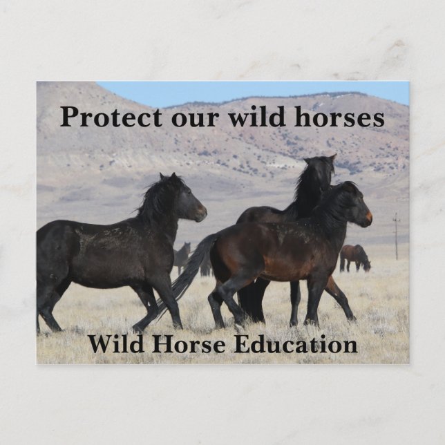Protect Our Wild Horses Postcard (Front)