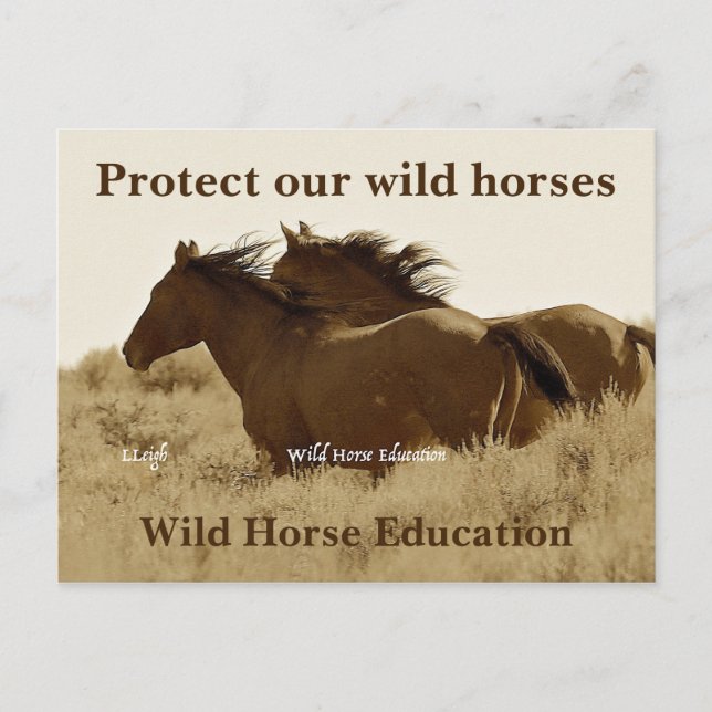 Protect Our Wild Horses Postcard (Front)