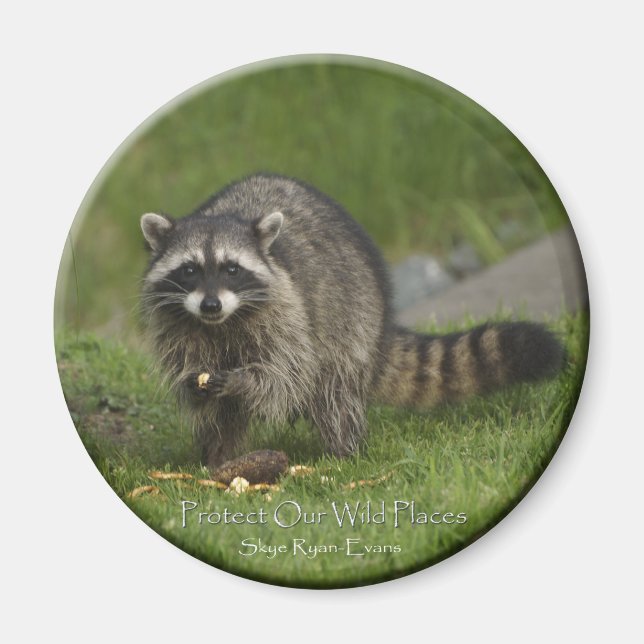 "PROTECT OUR WILD PLACES" Racoon Magnets (Front)