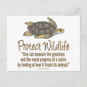 Protect Sea Turtles Postcard