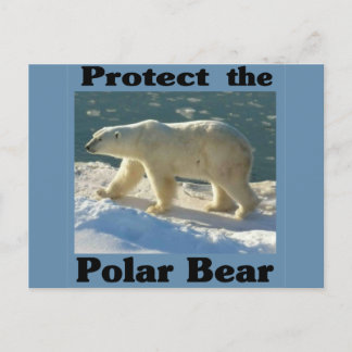 Protect the Polar Bear Postcard