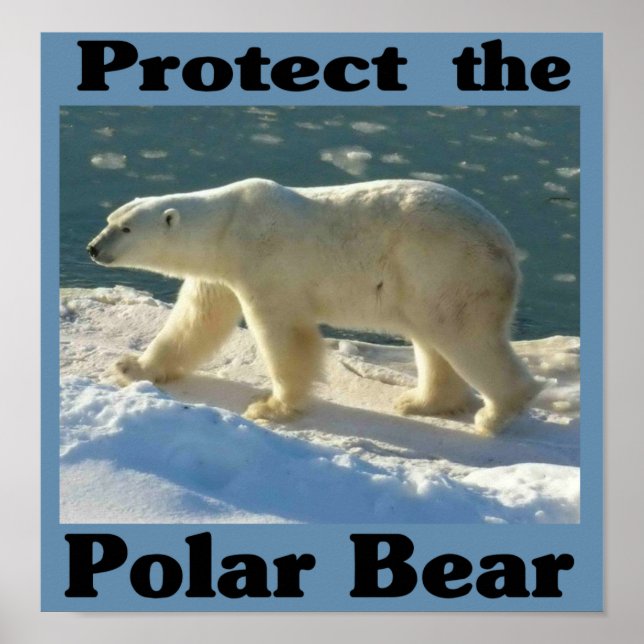 Protect the Polar Bear Poster (Front)