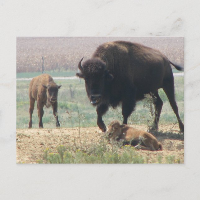 Protective Mama Postcard (Front)