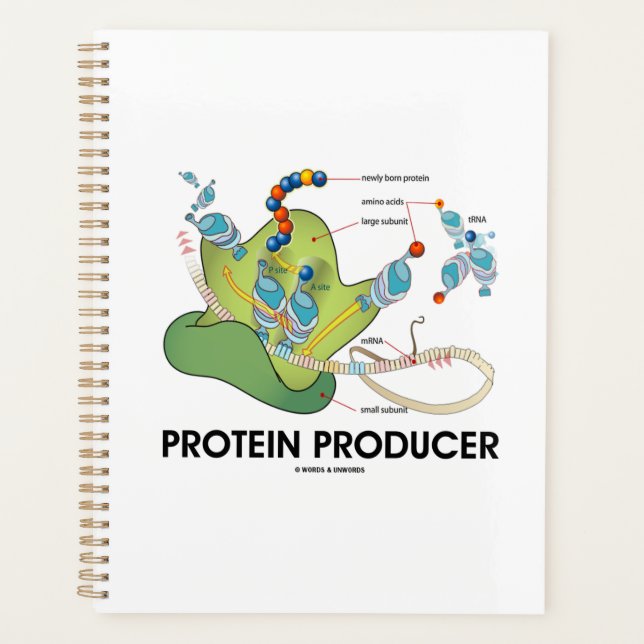 Protein Producer mRNA tRNA Protein Synthesis Planner (Front)