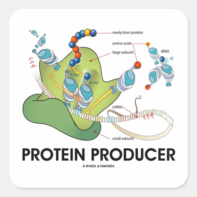 Protein Producer (mRNA tRNA Protein Synthesis) Square Sticker (Front)