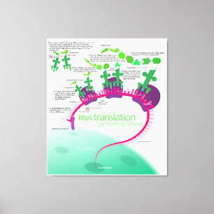 Protein Synthesis Diagram of RNA translation Canvas Print