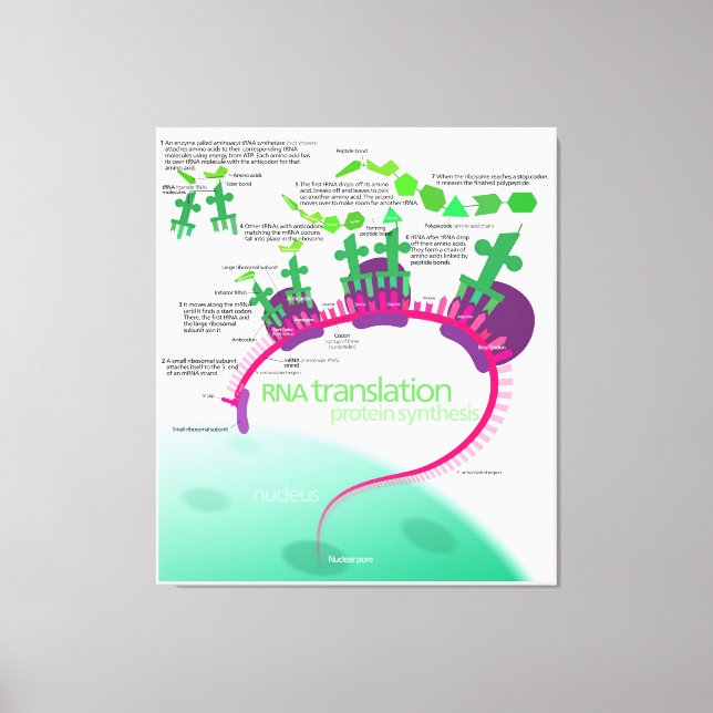 Protein Synthesis Diagram of RNA translation  Canvas Print (Front)
