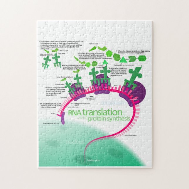 Protein Synthesis Diagram of RNA translation  Jigsaw Puzzle (Vertical)