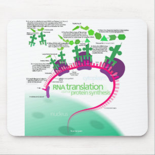 Protein Synthesis Diagram of RNA translation  Mouse Mat