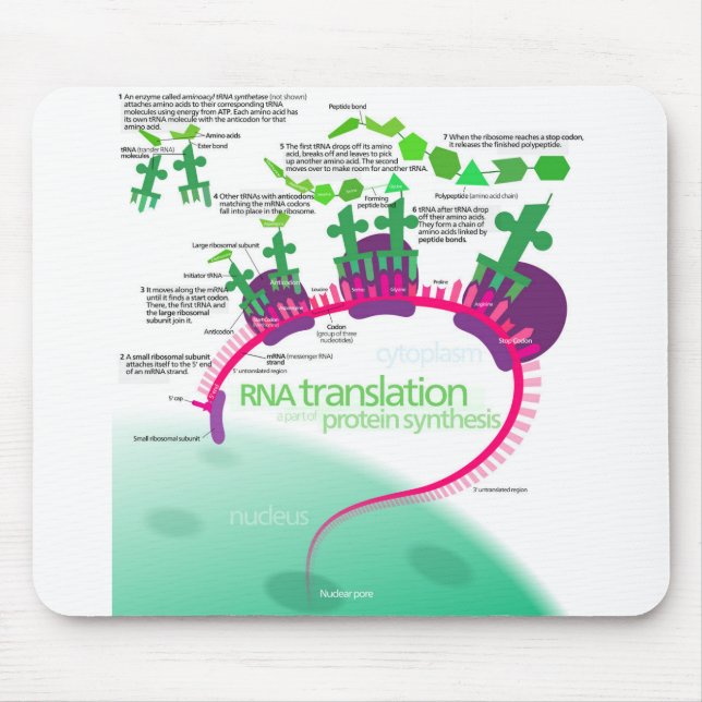 Protein Synthesis Diagram of RNA translation  Mouse Mat (Front)