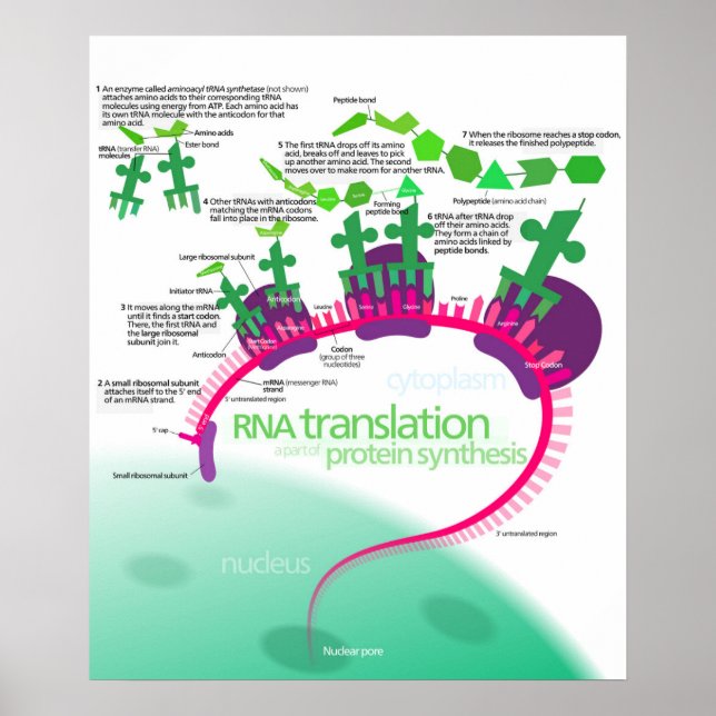 Protein Synthesis Diagram of RNA translation Poster (Front)