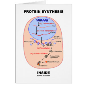 Protein Synthesis Inside (Cell Process Diagram)