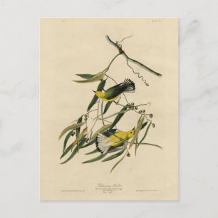 Prothonotary Warbler - Audubon's Birds of America Postcard