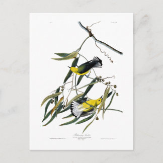 Prothonotary Warbler John James Audubon Birds Postcard