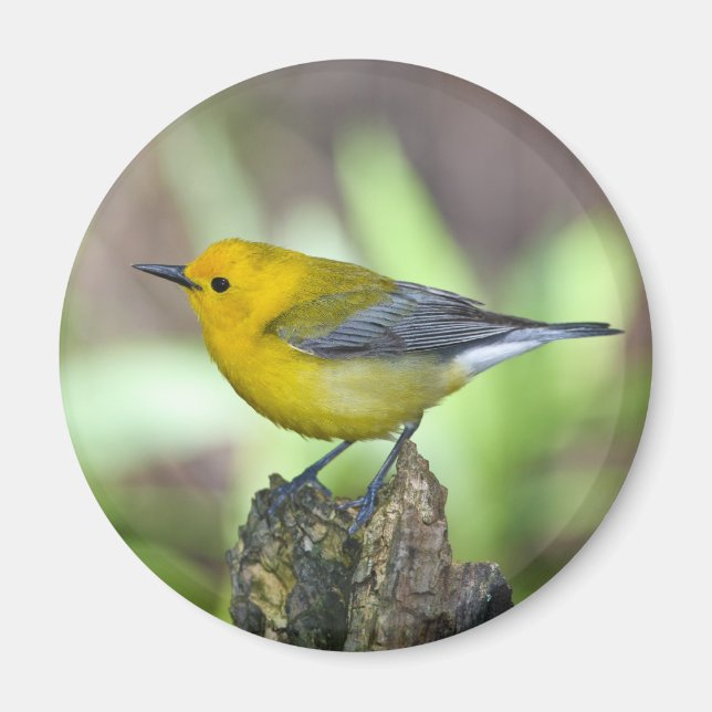 Prothonotary Warbler Magnet (Front)