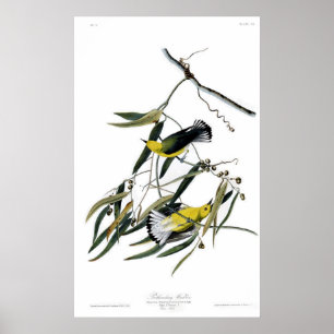 Prothonotary Warbler Poster
