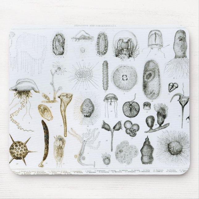 Protozoa and Coelenterata Mouse Mat (Front)