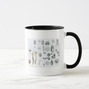 Protozoa and Coelenterata Mug