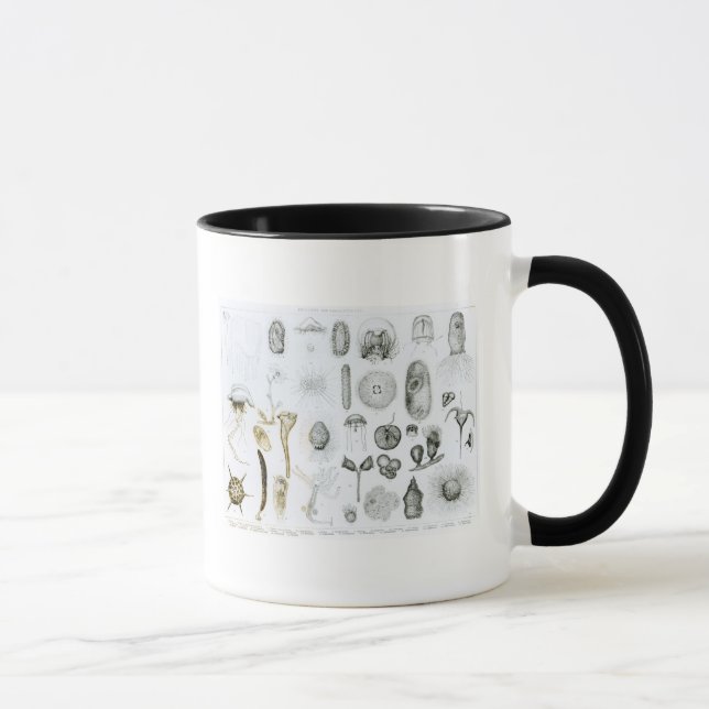 Protozoa and Coelenterata Mug (Right)