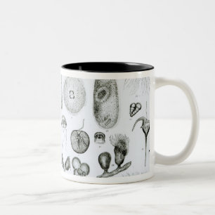 Protozoa and Coelenterata Two-Tone Coffee Mug