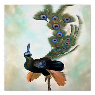 Proud As A Peacock Colourful Courtship Display Poster