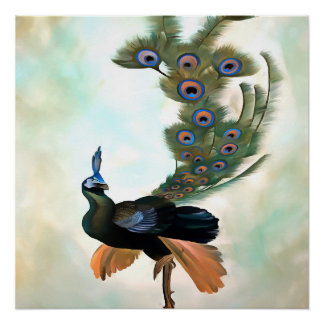 Proud As A Peacock Colourful Courtship Display Poster