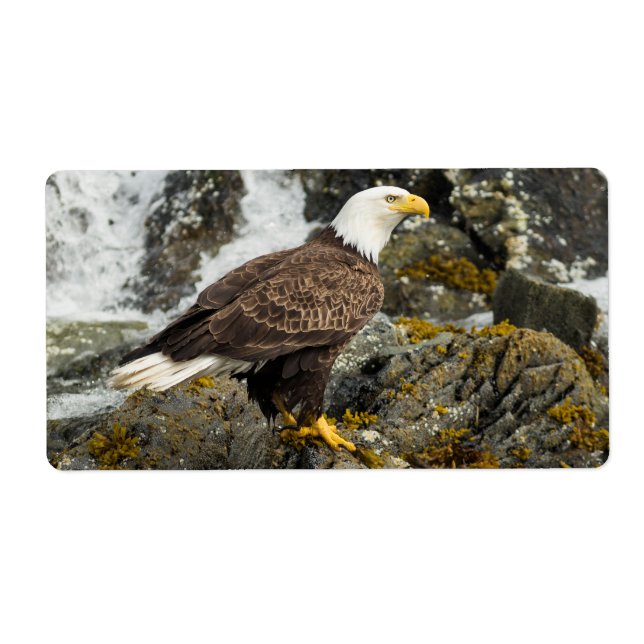 Proud Bald Eagle (Front)