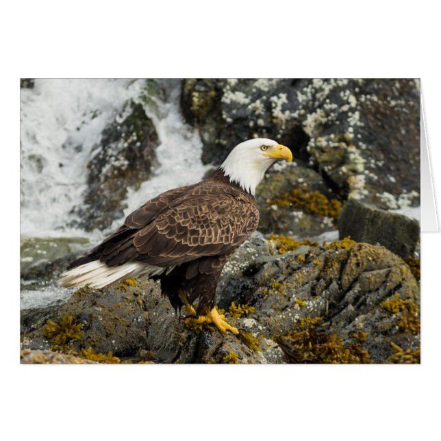 Proud Bald Eagle (Front Horizontal)