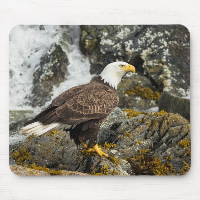 Proud Bald Eagle Mouse Mat (Front)