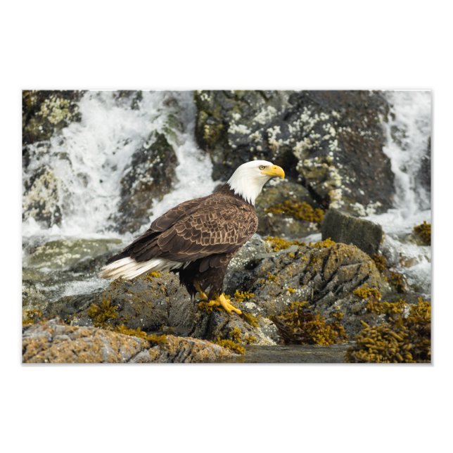 Proud Bald Eagle Photo Print (Front)