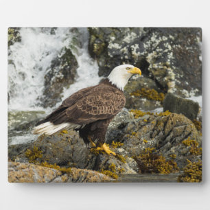 Proud Bald Eagle Plaque