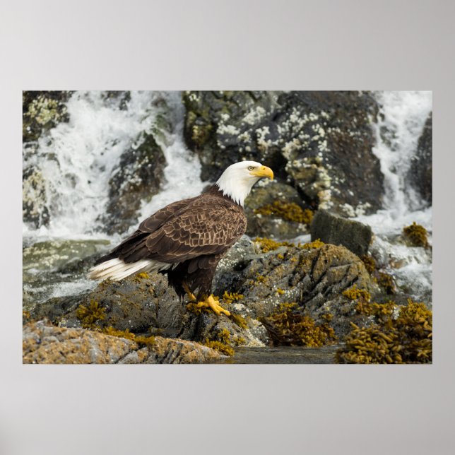 Proud Bald Eagle Poster (Front)