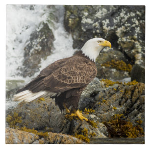 Proud Bald Eagle Tile