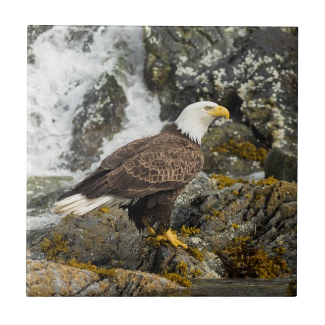 Proud Bald Eagle Tile (Front)