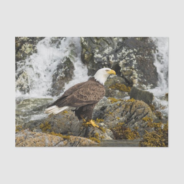 Proud Bald Eagle Tissue Paper (Front)