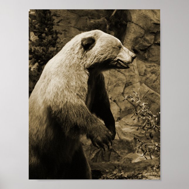 Proud Bear Poster (Front)