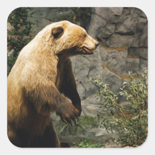 Proud Bear Square Sticker