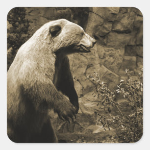 Proud Bear Square Sticker