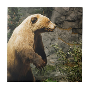 Proud Bear Tile
