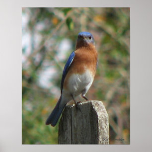 Proud Bluebird Poster