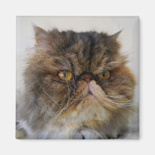 Proud Calico Persian Cat Magnet